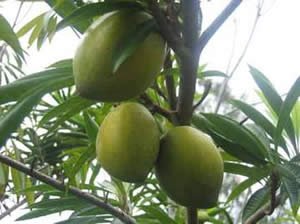 lucuma loại tròn còn sống