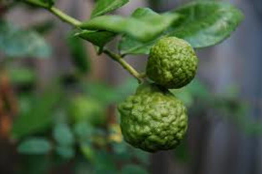 Chanh Kafir Lime