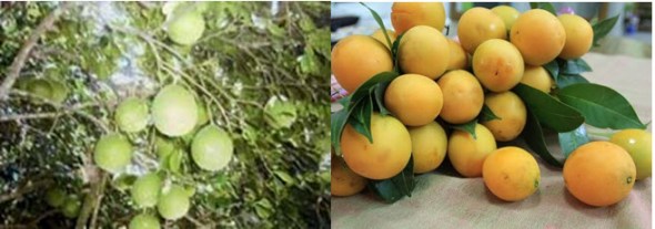 Phân biệt Thanh Trà